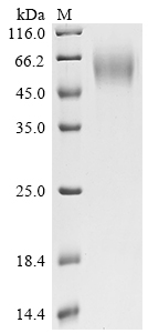 SDS-PAGE