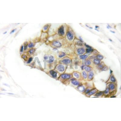 Валидация Affinity AF6352 - 3638