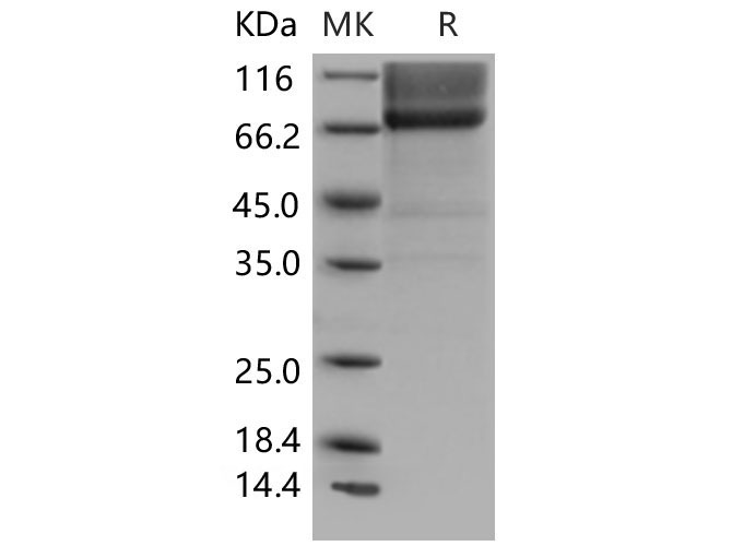 Валидация Elabscience PKSM040496(4491)
