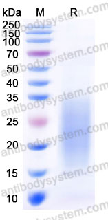 AME07702, SDS-PAGE