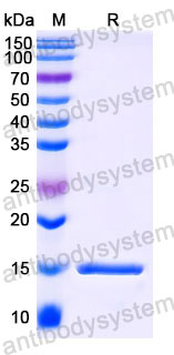 Валидация SDS-PAGE - AntibodySystem RHC44602