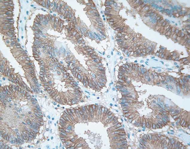 Валидация AssayVector ARM2472(4404)