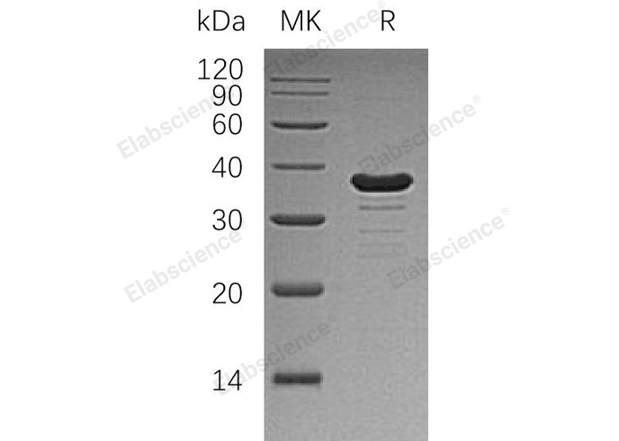 Валидация Elabscience PKSH033193(3543)
