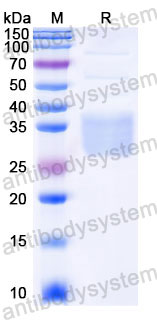 AHC43303, SDS-PAGE