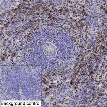 Валидация AntibodySystem RHJ61302