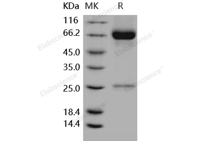 Валидация Elabscience PKSH031731(2369)