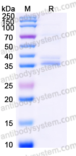 EHN98801, SDS-PAGE
