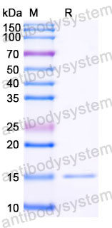Валидация SDS-PAGE - AntibodySystem RHE29701