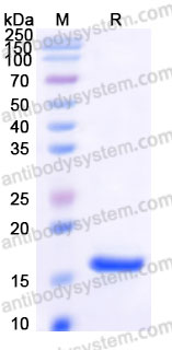 AHB94401, SDS-PAGE