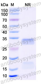 Валидация SDS-PAGE - AntibodySystem RHC86602