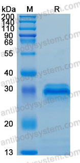 Валидация AntibodySystem AHD53701