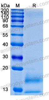 Валидация AntibodySystem AHD02501