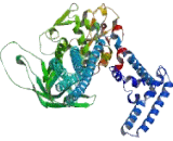 Signal Transducer And Activator Of Transcription 2 (STAT2) Signal Transducer And Activator Of Transcription 2 (STAT2)