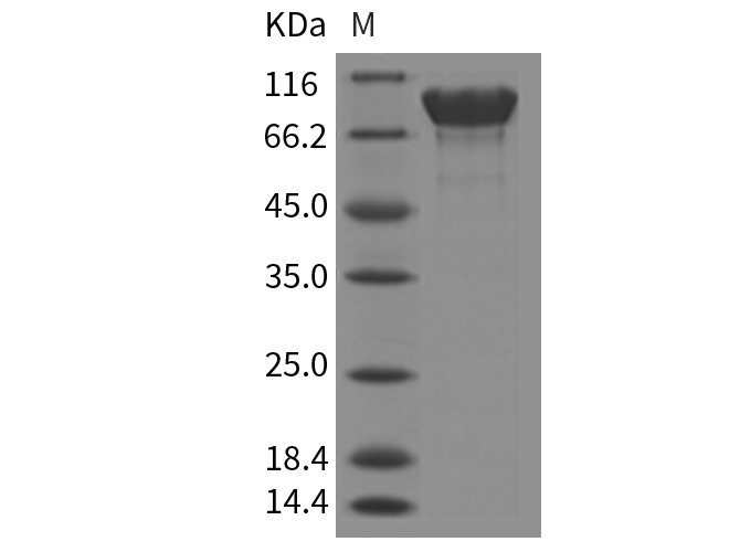 Валидация Elabscience PKSM040286(4298)