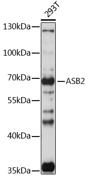 Валидация Elabscience E-AB-91954