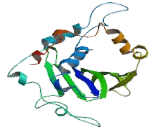 Interleukin 33 (IL33) Interleukin 33 (IL33)