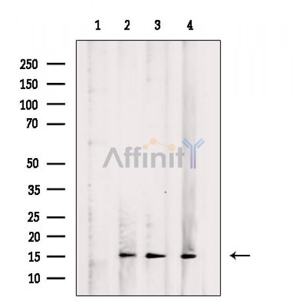 Валидация Affinity AF6823 - 4061