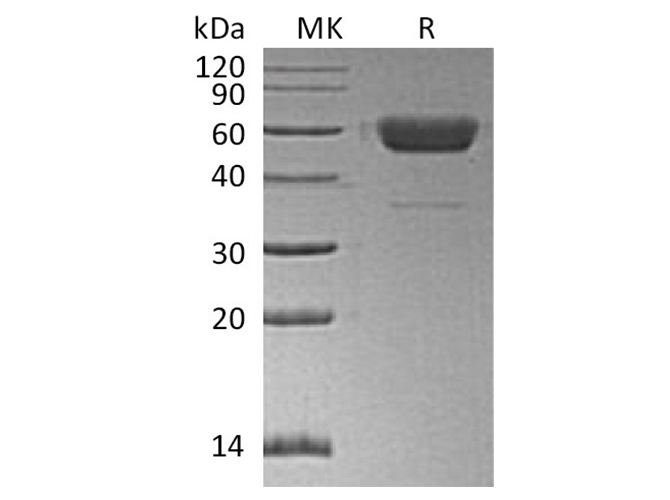 Валидация Elabscience PKSH033806(4076)