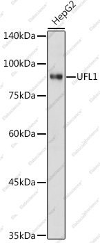 Вестерн-блоттинг, UFL1, клетки HepG2