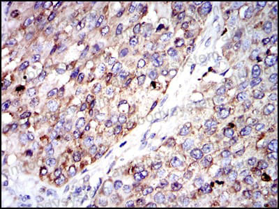 Валидация AntibodySystem RHC88404