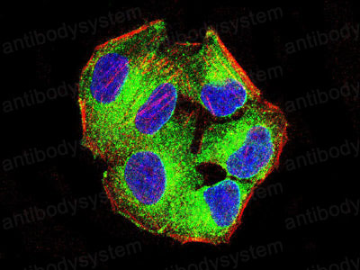 Валидация IF - AntibodySystem RHF45102
