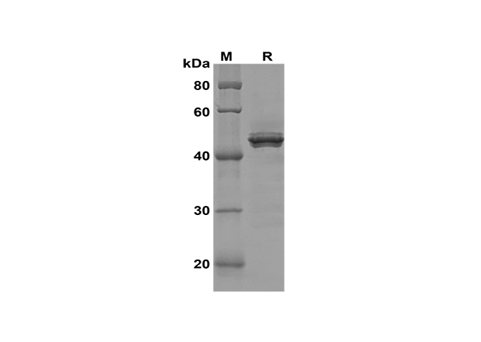 Валидация Elabscience PDEH100639(151)
