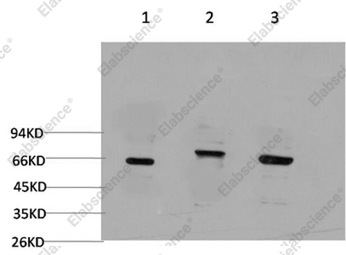 Вестерн-блоттинг, BECN1, клетки 293T, клетки C2C12, ткань мозга крысы