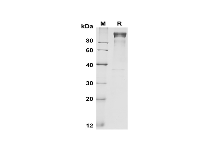 Валидация Elabscience PDMM100176(1136)