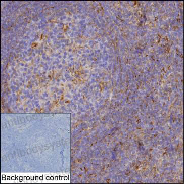 Валидация AntibodySystem RHC79202