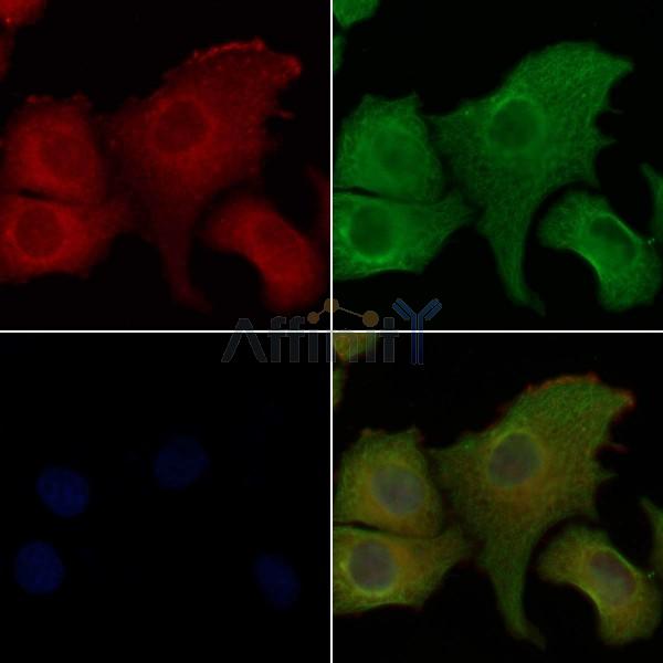 Валидация Affinity DF8139 - 19994