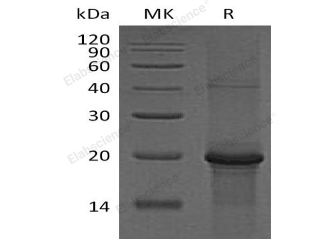 Валидация Elabscience PKSH032964(3355)