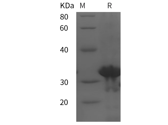 Валидация Elabscience PDEH100848(284)