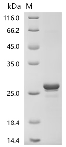 SDS-PAGE