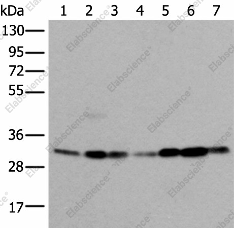 Вестерн-блоттинг, VDAC1, клетки 293T, HeLa, Jurkat, A431, HEPG2, ткань сердца человека, ткань почки мыши