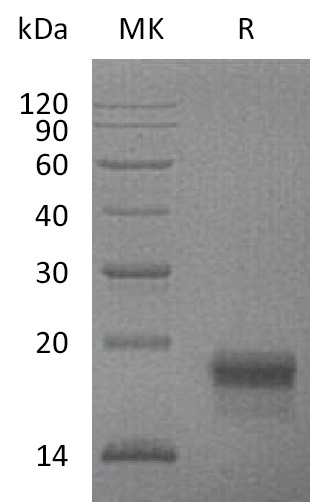 Валидация Elabscience PKSM041181(5089)