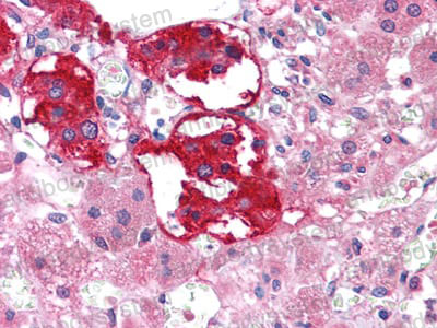 Валидация AntibodySystem RHF04902