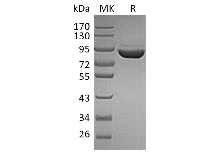 Валидация Elabscience PKSH033713(3991)