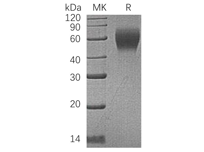 Валидация Elabscience PKSH033375(3706)