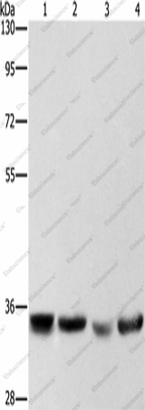Вестерн-блоттинг, AIMP1, клетки HeLa, HepG2, A549 и 293T