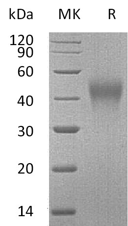 Валидация Elabscience PKSM041192(5099)