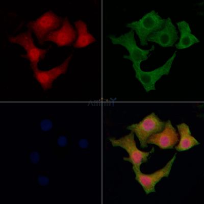 Валидация Affinity DF12814 - 7522