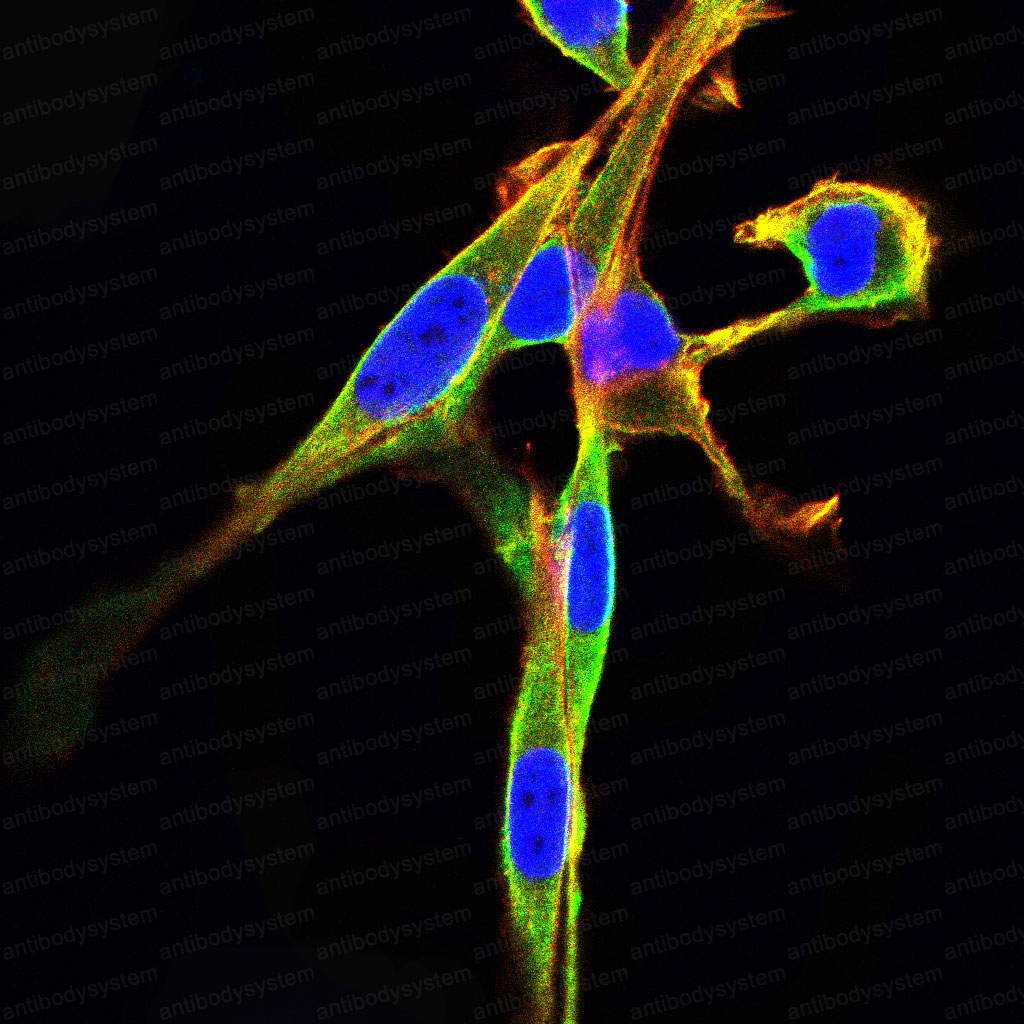 Валидация IF - AntibodySystem RHD53604