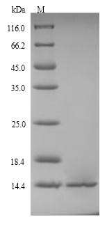 SDS-PAGE