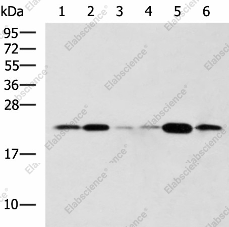 Вестерн-блоттинг, TMED10, клетки Raji, HeLa, NIH/3T3 и ткани печени мыши, легких крысы, поджелудочной железы мыши