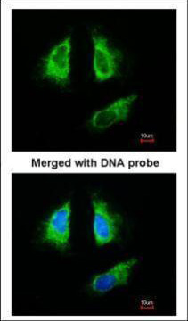 Валидация AssayVector ARM1005(18)