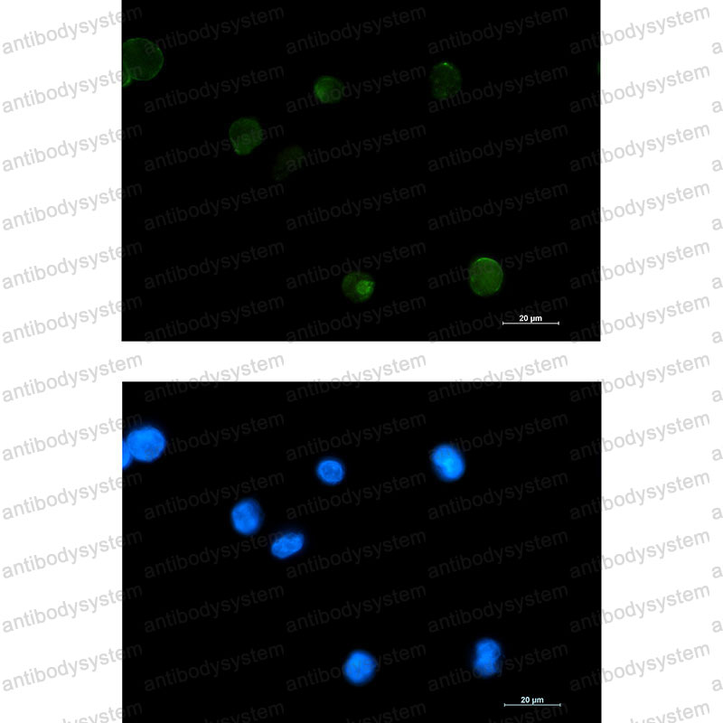 Валидация IF - AntibodySystem RHH31201