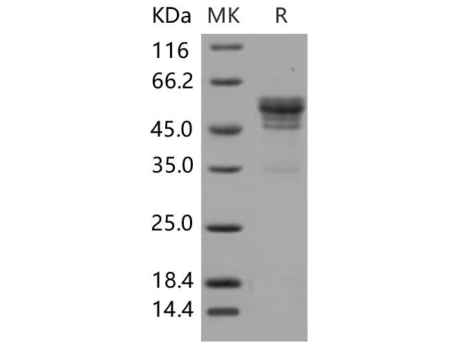 Валидация Elabscience PKSM040638(4623)