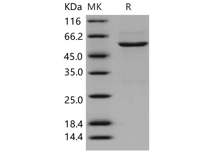 Валидация Elabscience PKSH031455(2157)