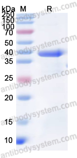 Валидация AntibodySystem YHC92301