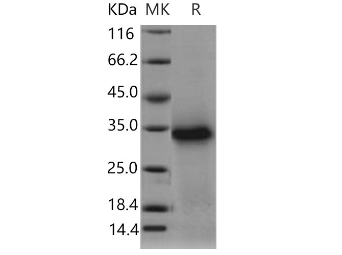 Валидация Elabscience PKSM040833(4797)